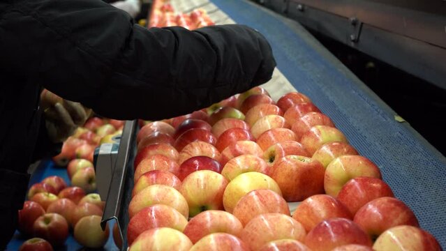 Packing House Workers Packing Fresh, Sorted and Waxed Apples on Packing Line Prior Distribution to Market. Fresh Apples in Environmentally Friendly Packaging. Apples in Consumer Units on Conveyor Belt