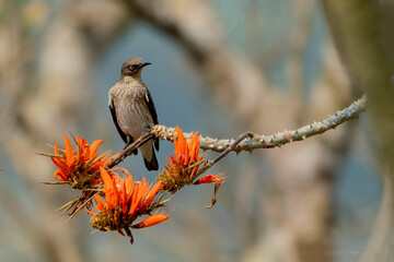 The spot-winged starling (Saroglossa spilopterus) is a species of starling in the family Sturnidae