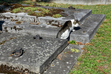 Friedhof, Grab, aufgelassen, Griff, Beton, Deckel, Abdeckung, Grabstein, umgestürzt, vergessen, Vergangenheit, Lebensende, verwildert, verwuchert, baufällig, Gitter, Zaun, Absperrung, rostig, verroste