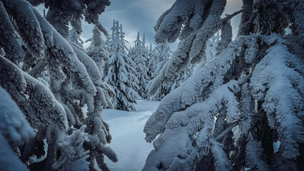 snow covered trees