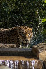 close up of a leopard