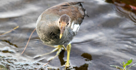 Common moorhen swimming gracefully in a lake. Every detail is captured, displaying the beauty of these water birds in their natural habitat.