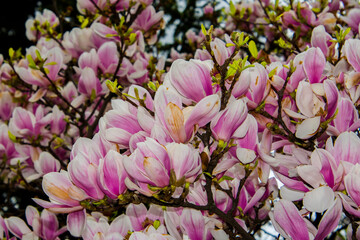 Blossom magnolia tree flowers in Szeged in April