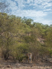wild male bengal tiger or panthera tigris head on in beautiful scenic habitat and landscape background dramatic scattered clouds in blue sky in safari at ranthambore national park forest reserve india
