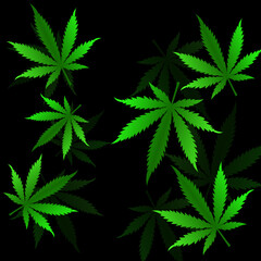 Cannabis leaves on black background. Vector illustration