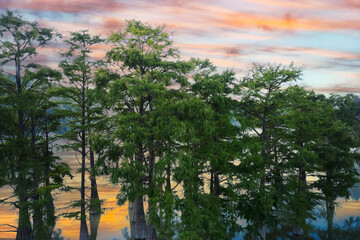 A picturesque lake in the mountains with swamp cypresses growing from the water at dawn. The trees...