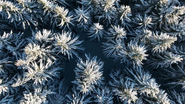 Veduta aerea di un bosco innevato