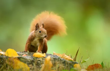 Poster de jardin Écureuil Red squirrel ( Sciurus vulgaris ) close up  © Piotr Krzeslak