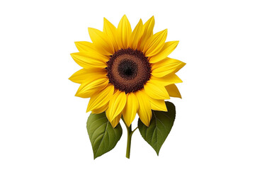 Obraz premium sunflower isolated on white background