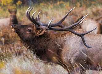 Bull Elk