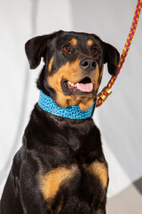 rottweiler, dangerous dogs pet