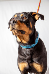 rottweiler, dangerous dogs pet