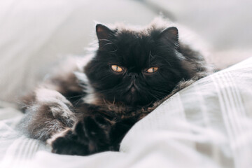 Dark brown Persian cat with beautiful amber eyes on a light bedspread.