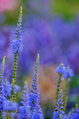 Veronica longifolia blauriesin or speedwells blue flowers selective focus.
