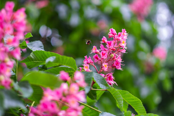 Close-up of penstemon schoenholzeri or penstemon firebird blooming in springtime.