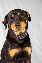 american rottweiler, dangerous dogs pet