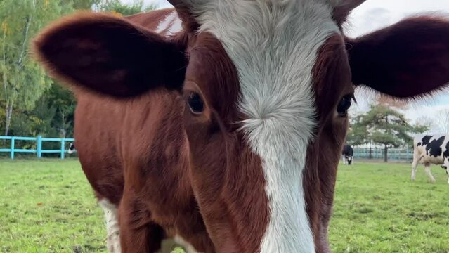 Cow calf in the farm.