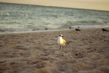 Fototapeta na wymiar seagulls on the beach miami south florida usa