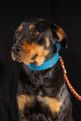Fototapeta premium american rottweiler, dangerous dogs pet
