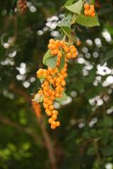 rowan berries on a branch