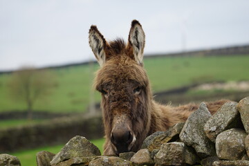 Image of A Donkey (Equus asinus) peeping over a Drystone Wall, Lothersdale, North Yorkshire, UK printed on Printed Glass Basin Splashbacks