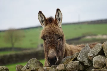 Fotobehang A Donkey (Equus asinus) peeping over a Drystone Wall, Lothersdale, North Yorkshire, UK © Duncan