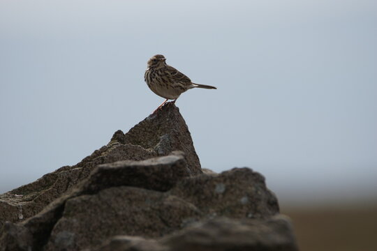 Meadow pipit ( Anthus pratensis) perched on a Drystone Wall on Elslack Moor, Lothersdale, North Yorkshire, UK