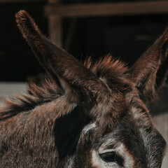 close up of donkey