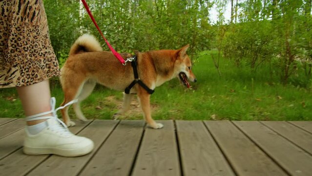 Shiba inu walking in tha park with woman owner on sunny day. Japan dog close-up. Fox dog. shiba inu, hachiko, japanese dog, puppy in nature, dog true friend