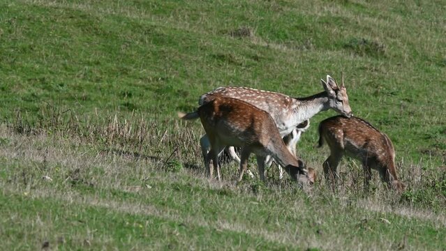 Young male Fallow Deer (Dama dama) attempting to mount a young female, without success. October, Kent, UK. 