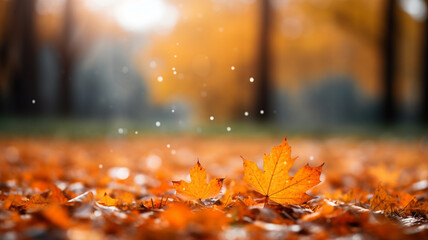 Naklejka na ściany i meble autumn leaves in the park. blurred bokeh background