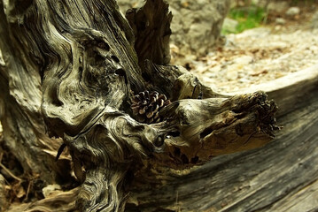 Pine cone on a textured wood background.