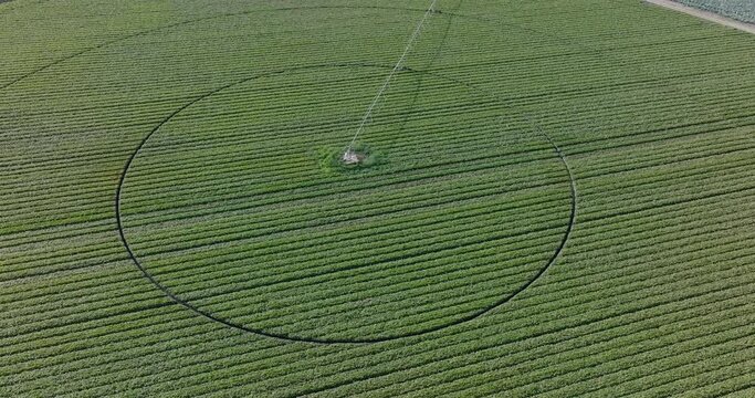 Circular high aerial view of a Centre pivot irrigating a large vegetable crop in Africa