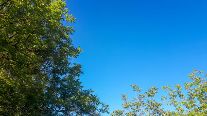  Vibrant blue sky creating a beautiful backdrop for green plant leaves.