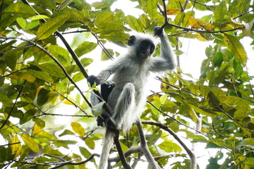 Red Colobus Monkey from Zanzibar
