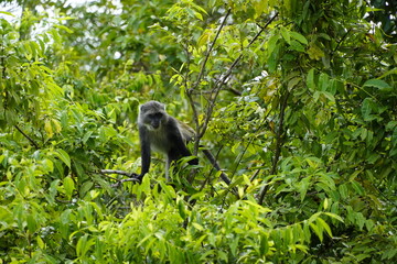 Red Colobus Monkey from Zanzibar
