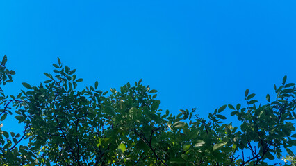  Vivid blue sky framed by lush plant leaves with ample empty space.