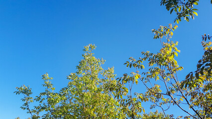  A clear blue sky background with vibrant green plant leaves sports an empty space.
