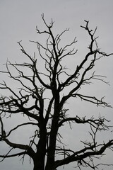 Krone eines toten Baums bei Großbeeren, Land Brandenburg - 667278025