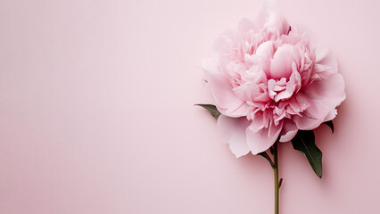 Close-up of a pink peony flower on a solid rose background matching the flower's tone.