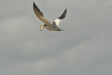 seagull flying in the sky
