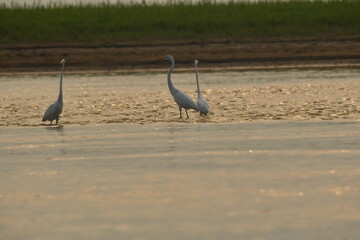 herons