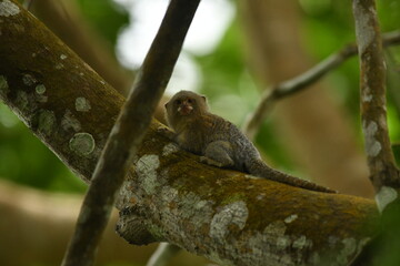 The pygmy marmoset, also known as the lion marmoset, is the smallest species of ape known, measuring only about 15 centimeters in length and weighing 130 grams, with brownish fur.