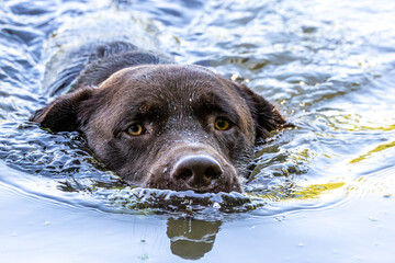 Labrador retriever, Canis lupus familiaris swimming in a lake. Healthy chocolate brown labrador...