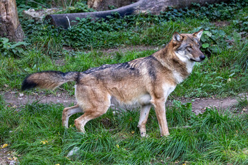 European Grey Wolf, Canis lupus in a german park