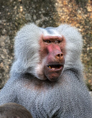 The hamadryas baboon, Papio hamadryas is a species of baboon