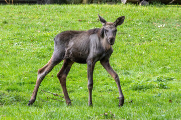 Naklejka na ściany i meble Baby of moose or elk, Alces alces is the largest extant species in the deer family.