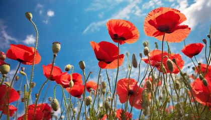 red poppy flowers against the blue sky - obrazy, fototapety, plakaty