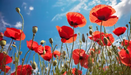 Foto op Plexiglas red poppy flowers against the blue sky © Richard