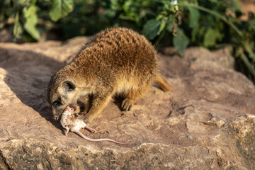 Naklejka na ściany i meble Meerkat, Suricata suricatta sitting on a stone and having dinner with a tasty mouse